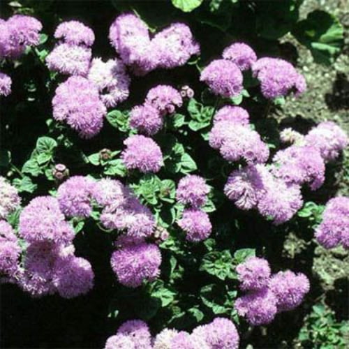 Outsidepride Ageratum Mexicanum Pink Flowering Plants - 10000 Seeds