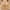 Beige, variant on Delliss Bras for Women comfortable adjustable underwear without steel ring,gathering thin bra daily bra.