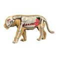 thumbnail image 4 of DOMELAY Animal Body Model Classroom Body Organ Parts for Study Tool Ages 8+ Children 3107, 4 of 9