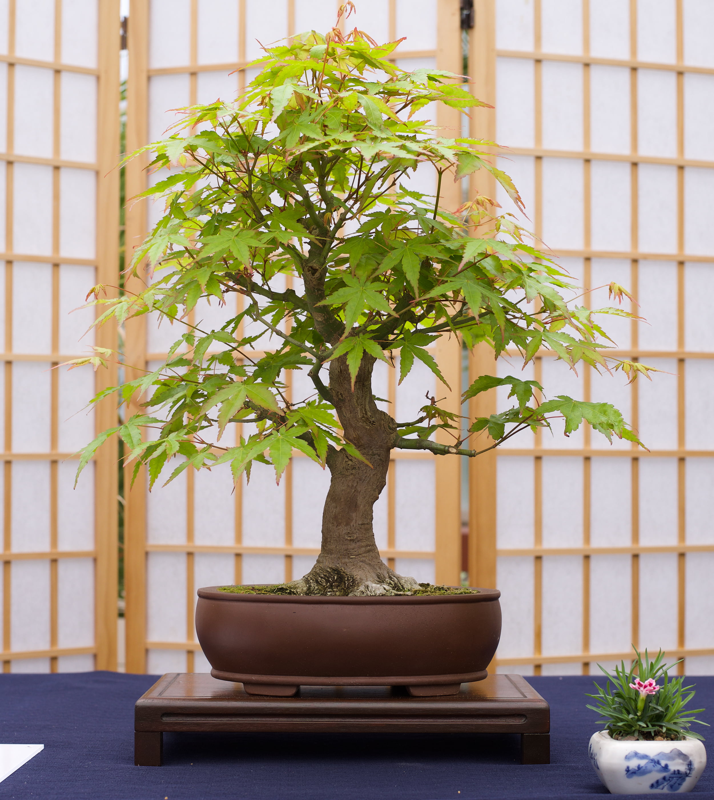 Master Bonsai Kit - Bonsai Plant Growing Kit - Professional Growing and  Styling Bonsai Set - Japanese Bonsai - Become Bonsai Master - Ideal Bonsai