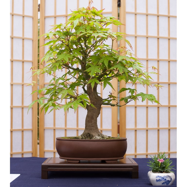 Bonsai Tree | Seed Grow Kit | The Jonsteen Company - Walmart.com