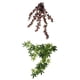 thumbnail image 1 of 2 Piezas de de Hiedra para Plantas de Simulación de , Decoración para Mascotas, Hábitat de La, 1 of 9