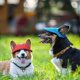 thumbnail image 2 of KAIYANG gorras de béisbol para perros, gorras con visera para perros, gorras deportivas para exteriores para mascotas con orificios para las orejas y protección solar, gorras de béisbol para mascotas, 2 of 5