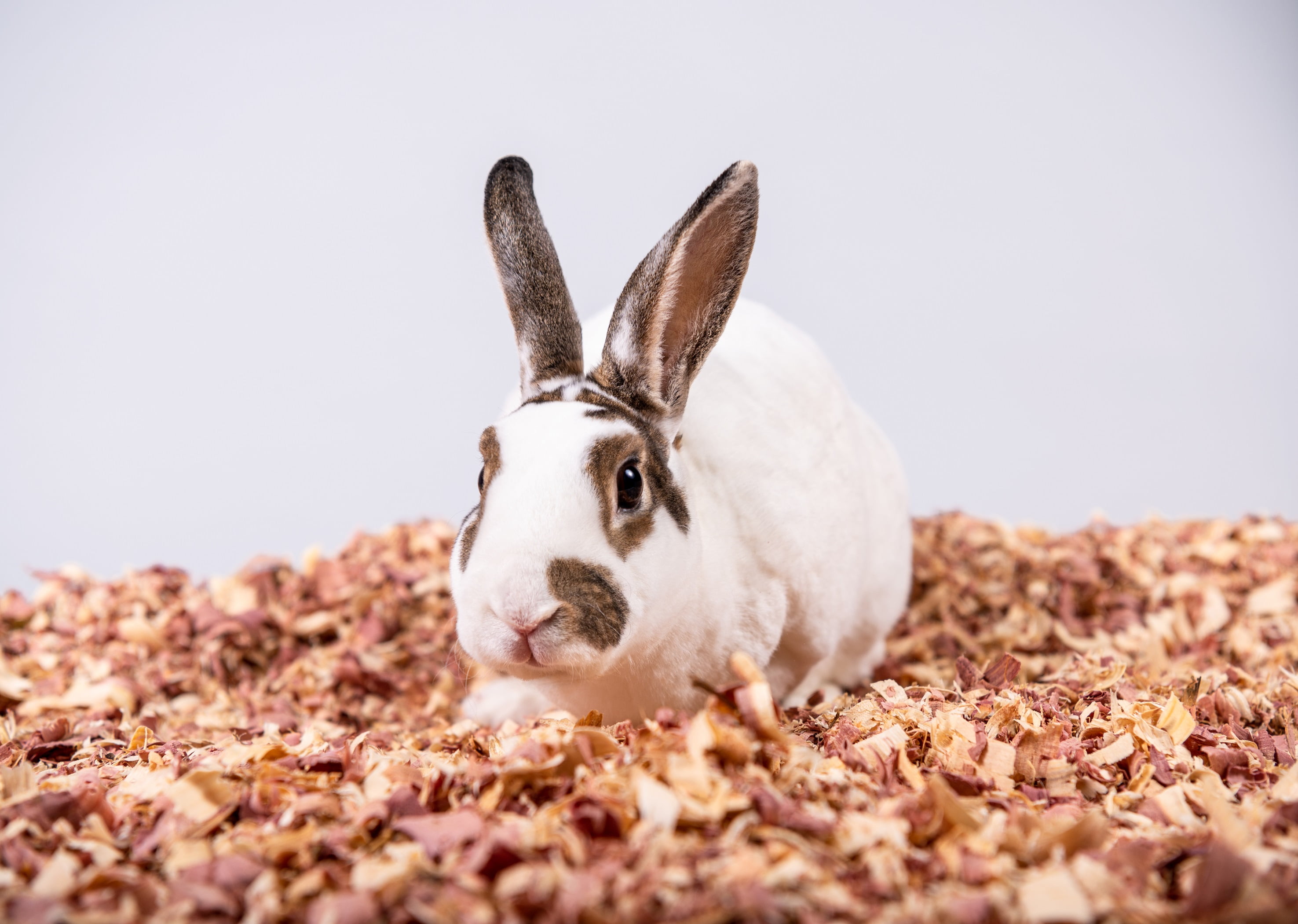 cedar shavings walmart