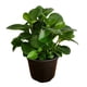 thumbnail image 4 of planta peperomia verde 5", 4 of 5