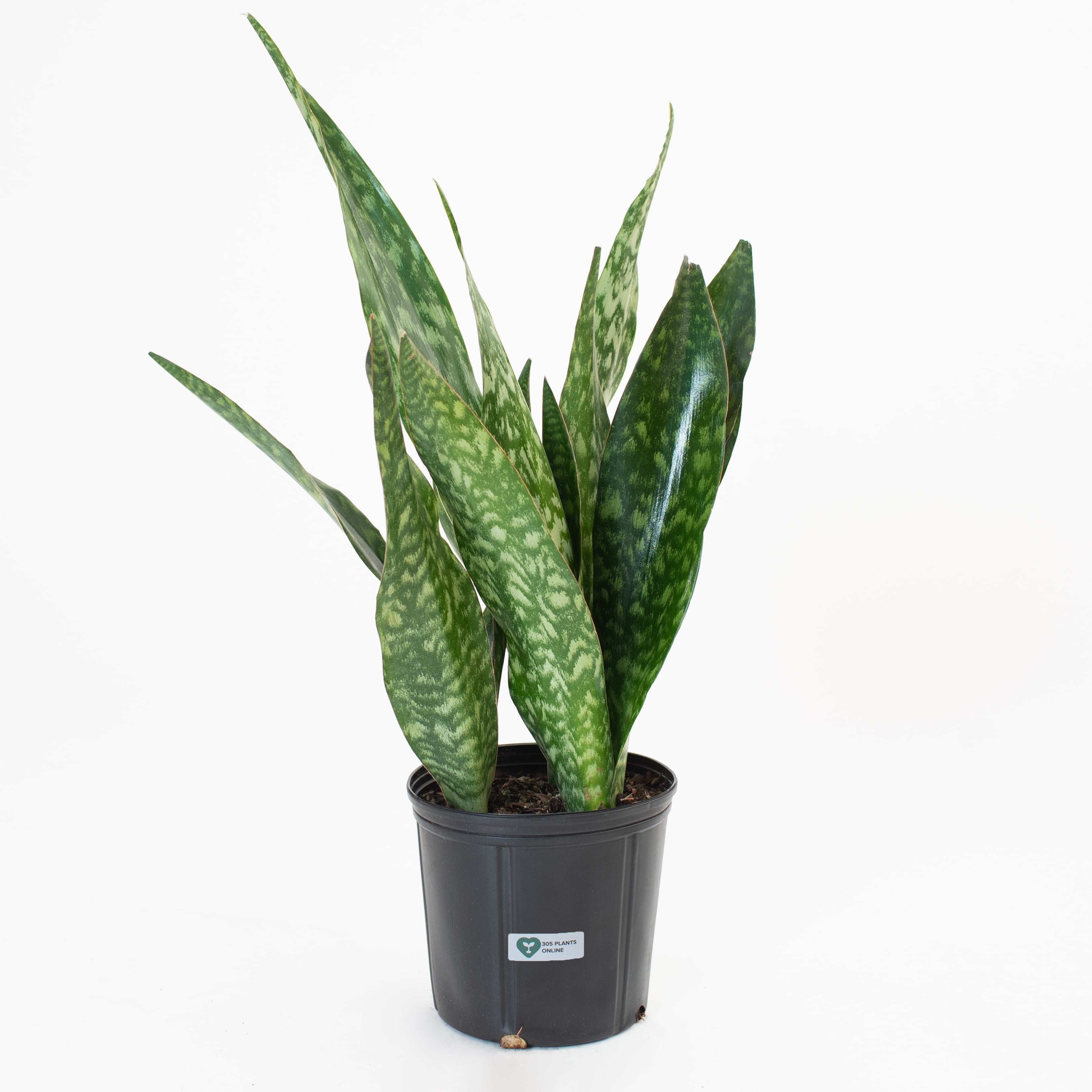 Buy 10 Sansevieria Jaboa Plant Online Jamaica | Ubuy
