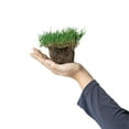 thumbnail image 2 of SodPods Bermuda Grass Plugs (16 Count) Natural, Affordable Lawn Improvement, 2 of 3