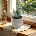 thumbnail image 5 of Small Fake Plants Realistic Lifelike Artificial Potted Succulents, Mini Durable Plastic 2.7x2.6x2.6 in with Pot Faux Plants for Home Office, Kitchen, and Indoor Table Decor, 5 of 6