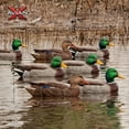 thumbnail image 6 of Avian X Top Flight Open Water Mallards Decoys, Ultra Realistic, 18 Pack, 6 of 12