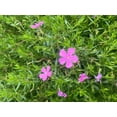 thumbnail image 3 of Emerald Pink Phlox Perennial - Live Plant - Quart Pot, 3 of 4
