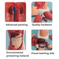 thumbnail image 4 of Anatomy Human Body Model, Detachable Interactive Anatomy Model Lifelike PVC with Organs for Medical Student for School, 4 of 7