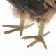 thumbnail image 3 of Decoración de animal Sunnimix modelo de 9 pulgadas liviana, 3 of 8