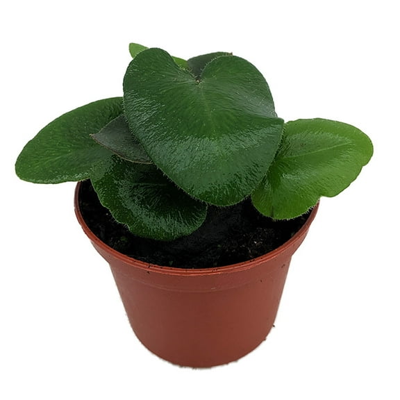 Rare Floating Heart Fern - Hemionitis arifolia - 2.5" Pot