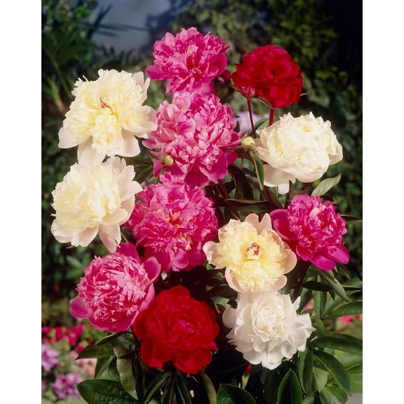 5 Mixed Color Peony Roots for Planting - Grow Beautiful Perennial Peony Flowers - 5 Healthy Roots