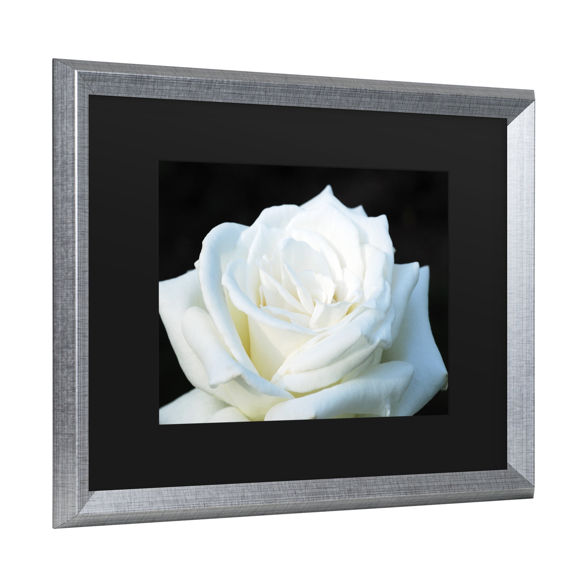 Trademark Fine Art 'White Rose II' Canvas Art by Kurt Shaffer