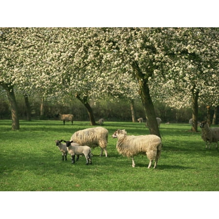 Sheep and Lambs Beneath Apple Trees in a Cider Orchard in Herefordshire, England Print Wall Art By Michael