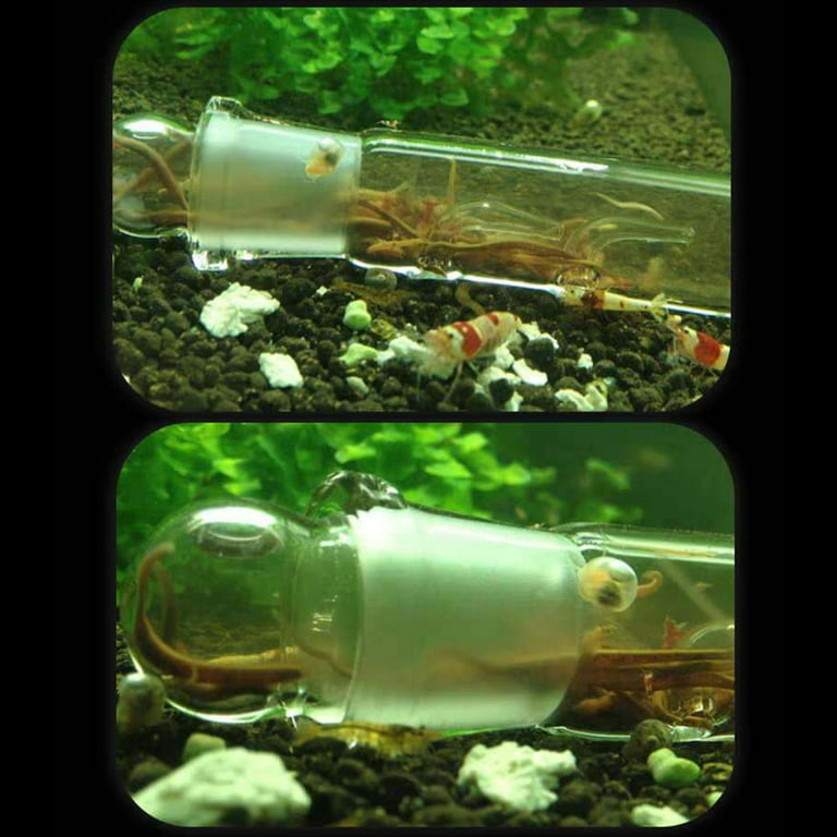 SPRING PARK Planaria Trap Catch Trap Leeches Catcher, Aquarium Supplies  Clear Glass Planarian Leech Trap Tube Pest Catcher 3 Holes for Cherry  Shrimp