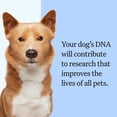 thumbnail image 6 of Wisdom Panel Breed Discovery Dog DNA Testing Kit, Most Accurate Dog Breed Identification, Test for 430+ Breeds, MDR1 Health Test, Ancestry, Relatives, 6 of 9