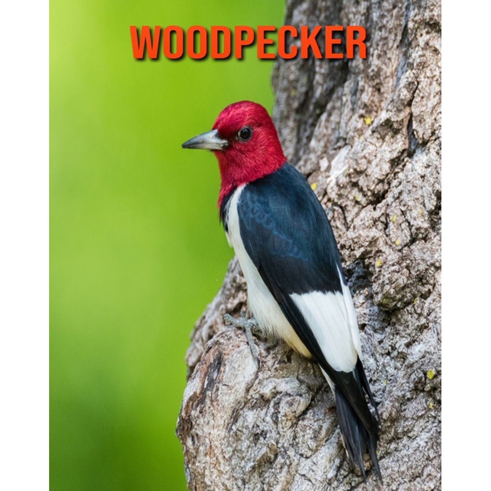 Woodpecker Learn About Woodpecker and Enjoy Colorful Pictures