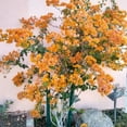 thumbnail image 4 of 3 Bougainvillea Plants, Gold Bougainvillea Bush from 4 Inches Tall, Bougainvillea Tree Live, Live Bougainvillea Vines Plants Rooted, Spring Flowering Planting for Outdoor Planting, 4 of 7