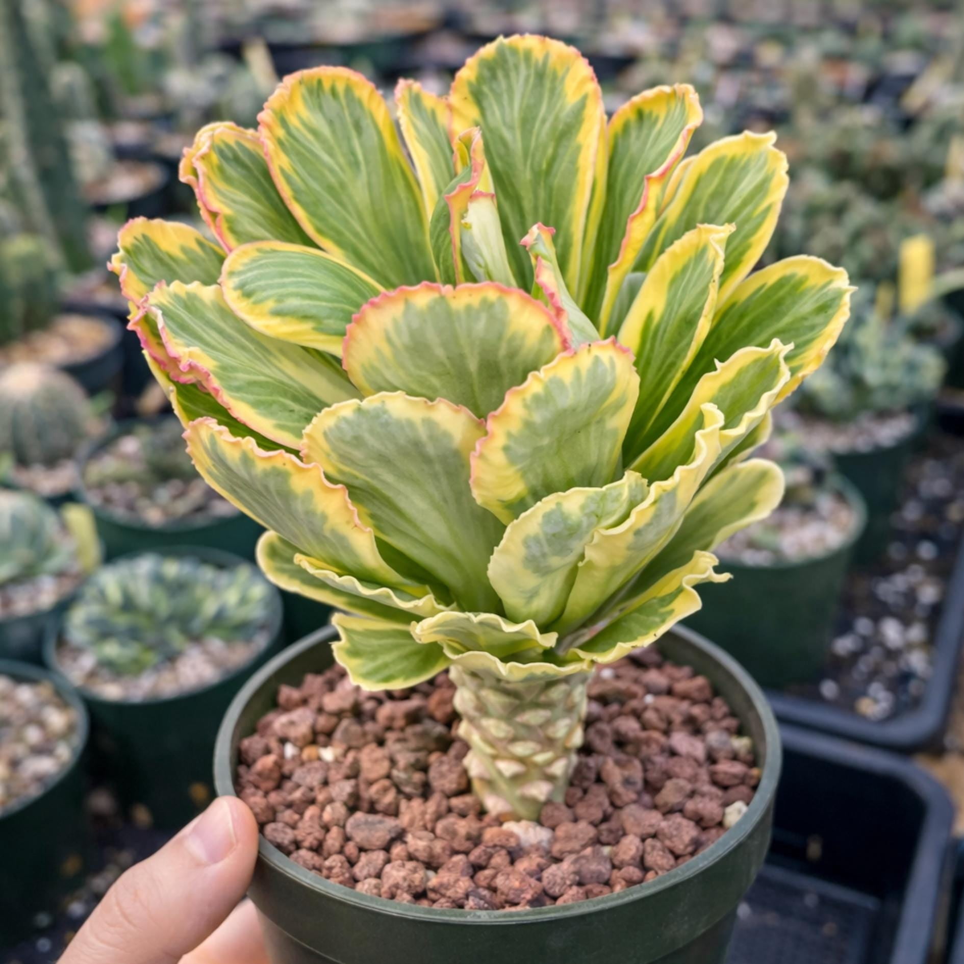 Variegated Euphorbia Poissonii - Rare Variegated Succulent Plant - Exotic Indoor Plant - Unique Houseplant Gift (no leaves)