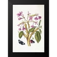 thumbnail image 2 of Merian, Sybilla 11x14 Black Modern Framed Museum Art Print Titled - Tropical flower, Butterflies, plate 8, 2 of 5