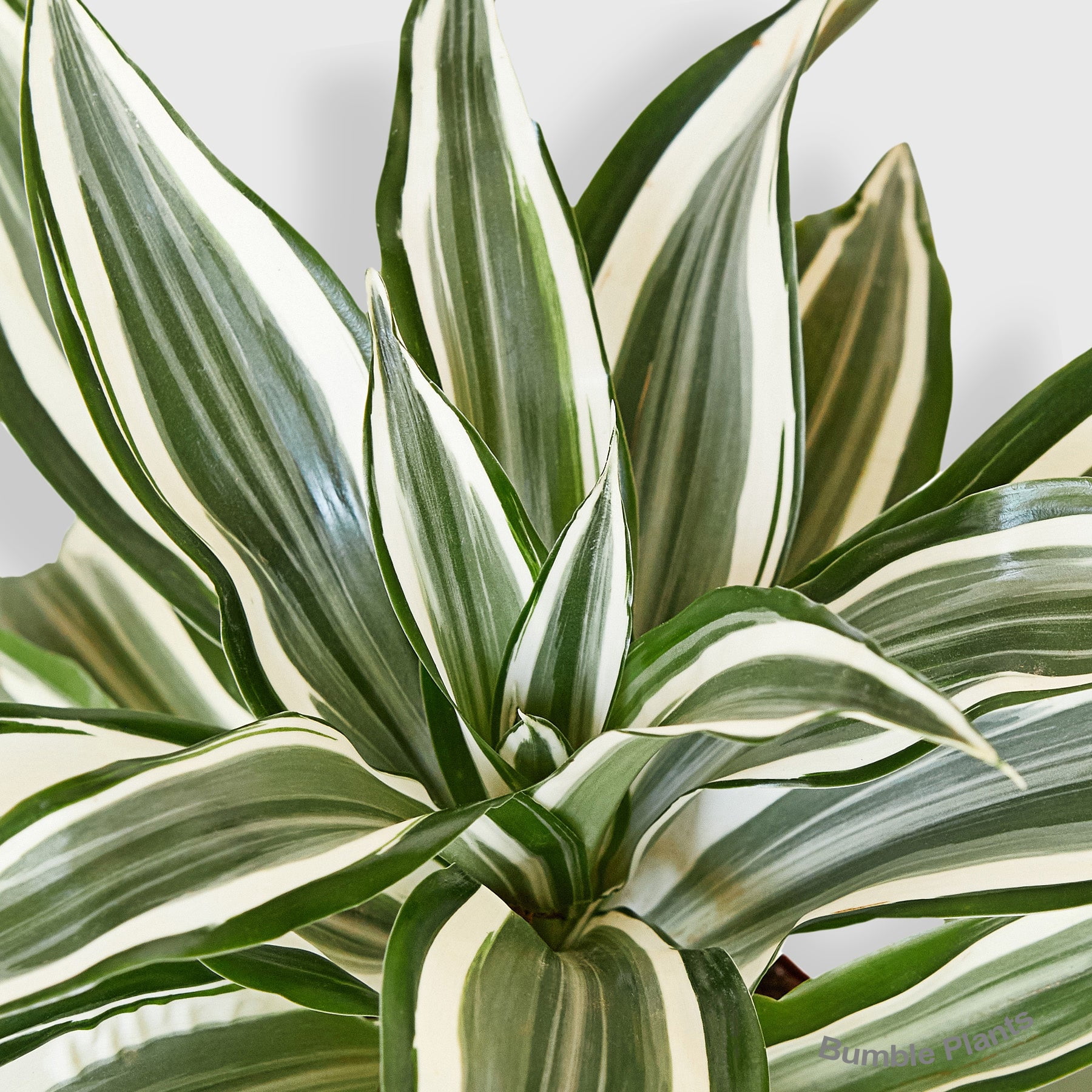 Dracaena 'Warneckii White Jewel' - Live Air-Purifying Indoor Plant in Nursery Pot – Easy Care, Low Maintenance Houseplant for Home & Office Decor, Natural Air Cleaner, Best for Beginners (6"Pot)