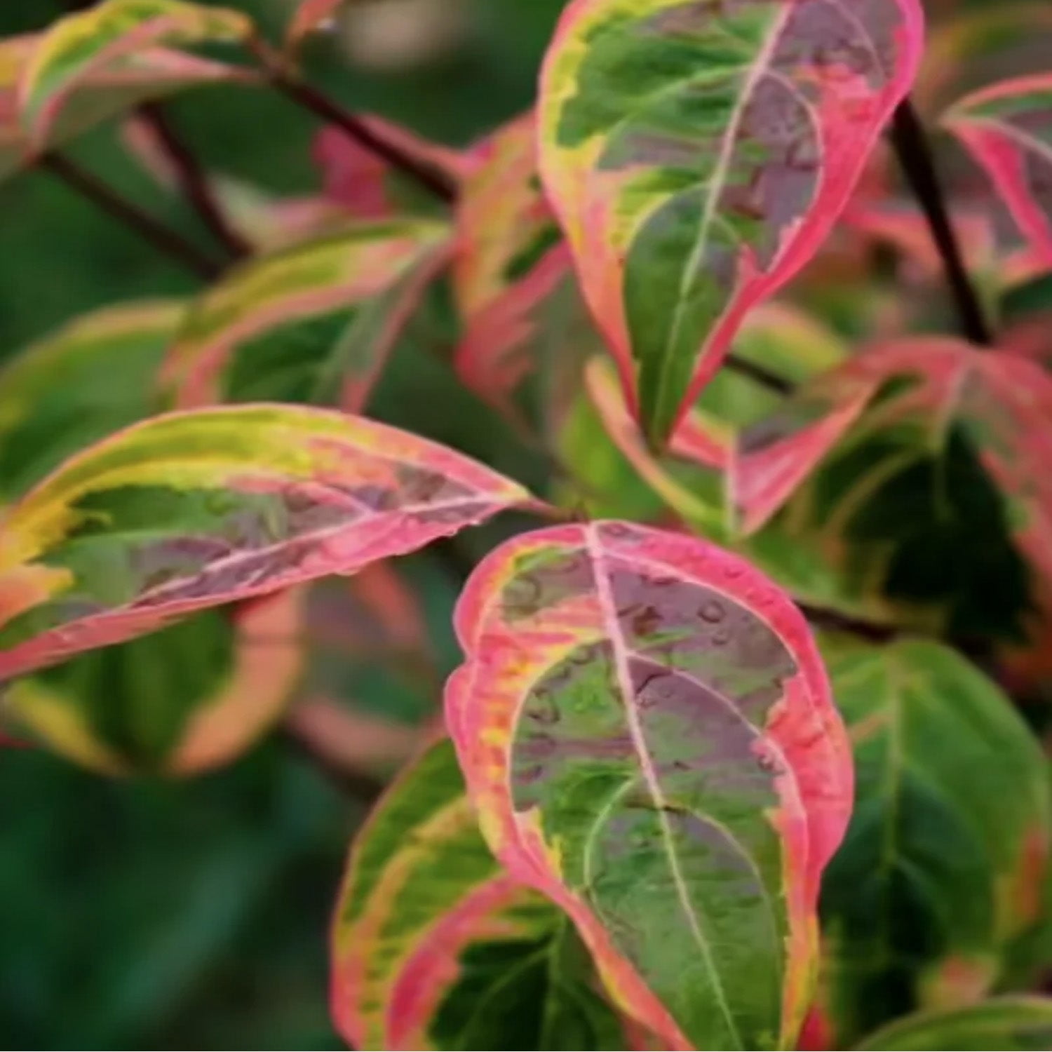 Expert Gardener 4-5' Dogwood Summer Fun in 1 gal. Grower Pot