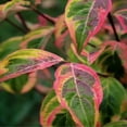 thumbnail image 5 of Expert Gardener 4-5' Dogwood Summer Fun in 1 gal. Grower Pot, 5 of 6