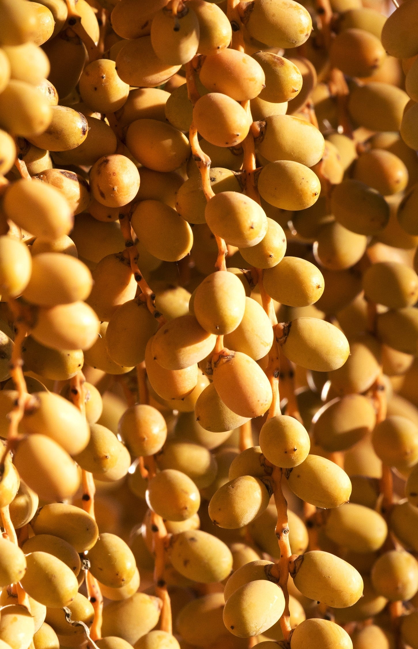 TomorrowSeeds Canary Island Date Palm Tree Seeds - Thumbnail 5