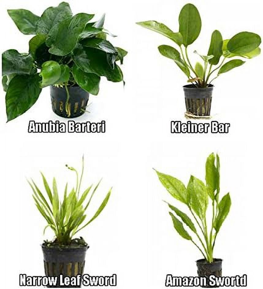 4 Potted Live Aquarium Plants Bundle - Anubia, Amazon Sword, Kleiner Bar, Narrow Leaf