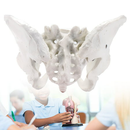 Life Size Human Female Pelvis Pelvic Anatomical Model Skeleton Education