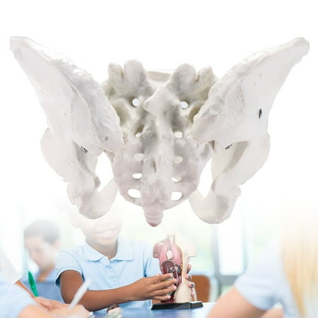 Life Size Human Female Pelvis Pelvic Anatomical Model Skeleton Education (Best School Education System In The World)