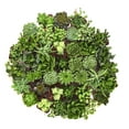thumbnail image 3 of Home Botanicals Green Succulent (Collection of 140), 3 of 6