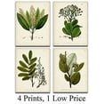thumbnail image 2 of Green Botanical Art Prints - Set of Four Prints (8x10) Unframed - Great Kitchen Decor and Gift for Nature Lovers, 2 of 6