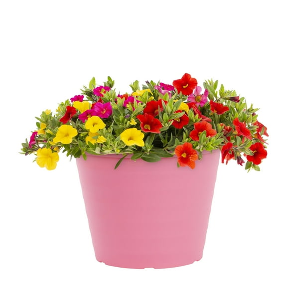 Expert Gardener 3QT Orange Pink Yellow Calibrachoa Combo Live Annual Plant Decorative Pot Sun 2-Pack