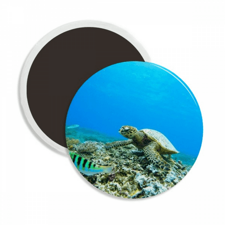 

Ocean Sea Turtle Fish Science Nature Picture Round Ceracs Fridge Magnet Keepsake Decoration