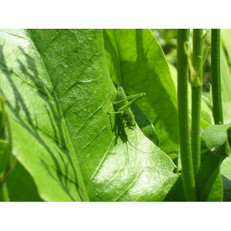 Leaf Design Wall Grille - Grasshopper Leaf Plant Nature Insect Grille Green Poster Print 24 x 36