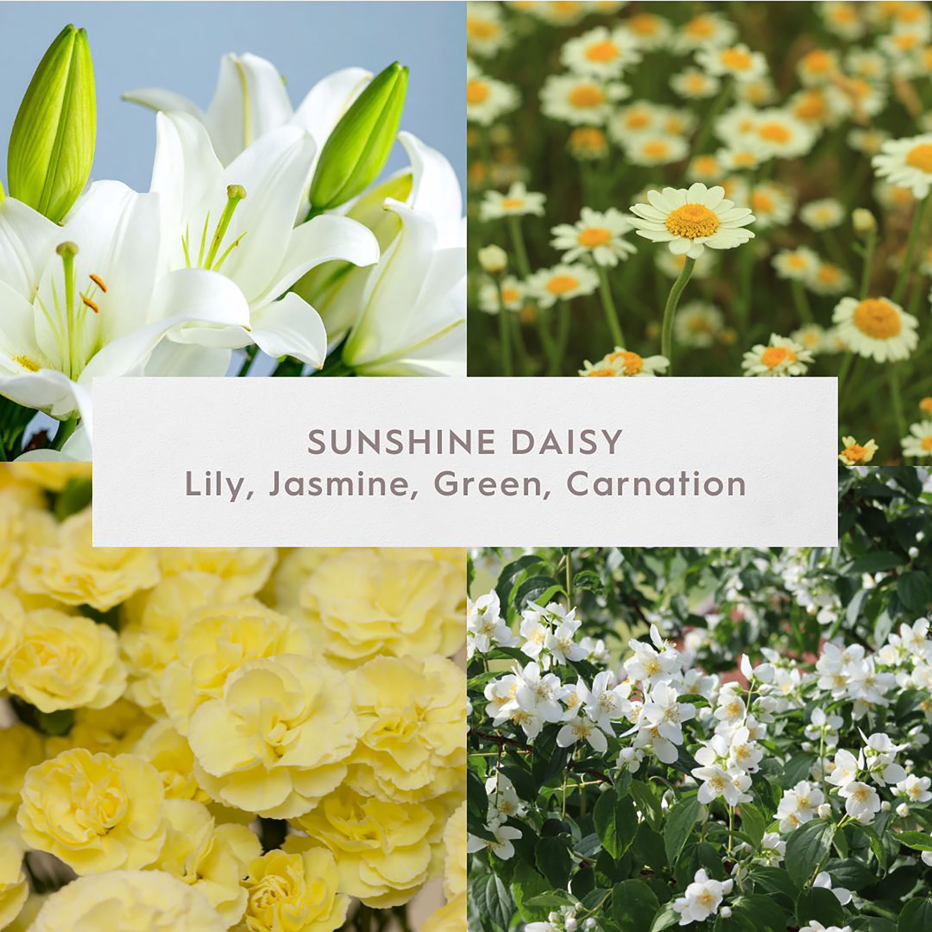 Better Homes & Gardens Fine Fragrance Collection, Sunshine Daisy Scented 2-Wick Jar Candle 16 oz.