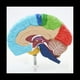 thumbnail image 4 of Hemisferio Derecho del Cerebro Modelo de Cuerpo Humano EducacióN Modelo de Cerebro 1:1 para Estudiantes EnseñAnza Estudio Modelo de Ensamblaje, 4 of 5