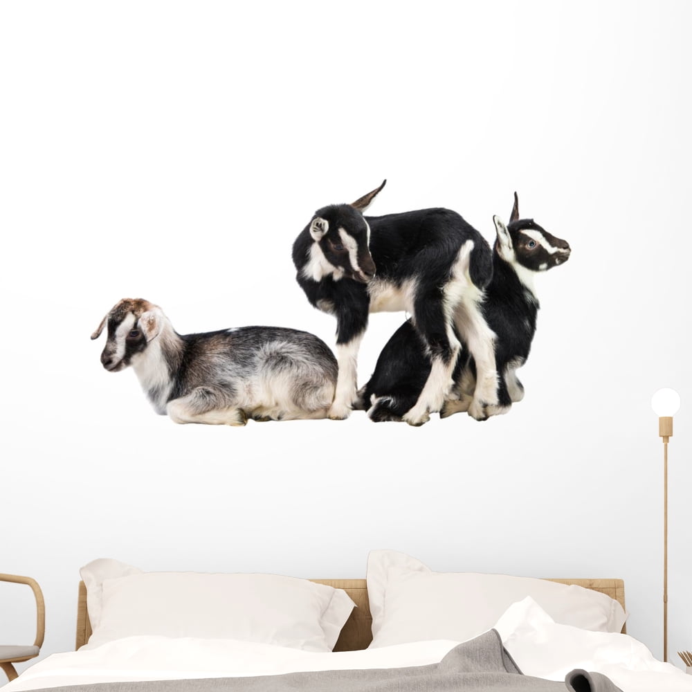 Little Goat Wall Decal by Wallmonkeys Peel and Stick Graphic (48 in W x