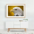 thumbnail image 6 of North American Bald Eagle in profile - Photography Wildlife Bird Animal Nature Portrait Patriotic Unframed Wall Art Print 32 x 48 inches, 6 of 7