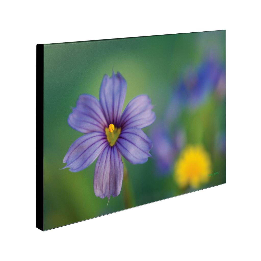 Trademark Fine Art 'Blue Eyed Grass' Canvas Art by Kathy Yates