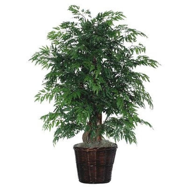 Vickerman 4' Artificial Ming Aralia Extra Full in Rattan Basket
