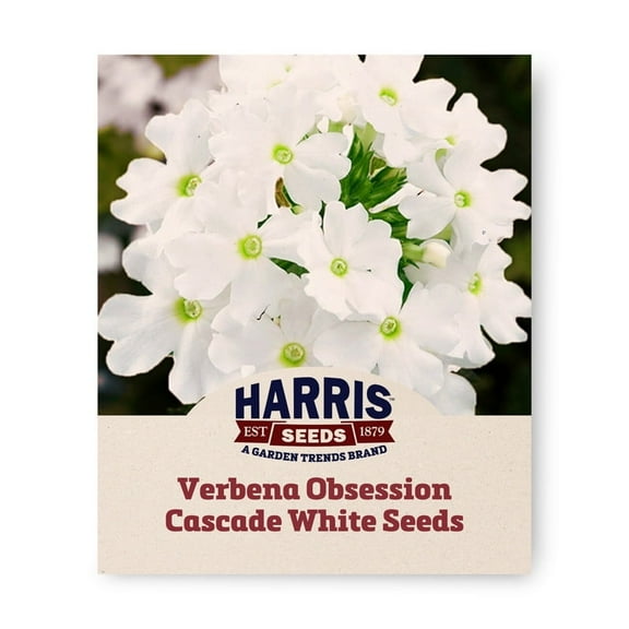 Harris Seeds - Verbena Obsession Cascade White Seeds - Annual Flowers - 100 Seeds