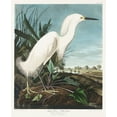 thumbnail image 2 of Audubon, John James 20x24 Black Ornate Wood Framed with Double Matting Museum Art Print Titled - Snowy Heron, or White Egret, 2 of 4