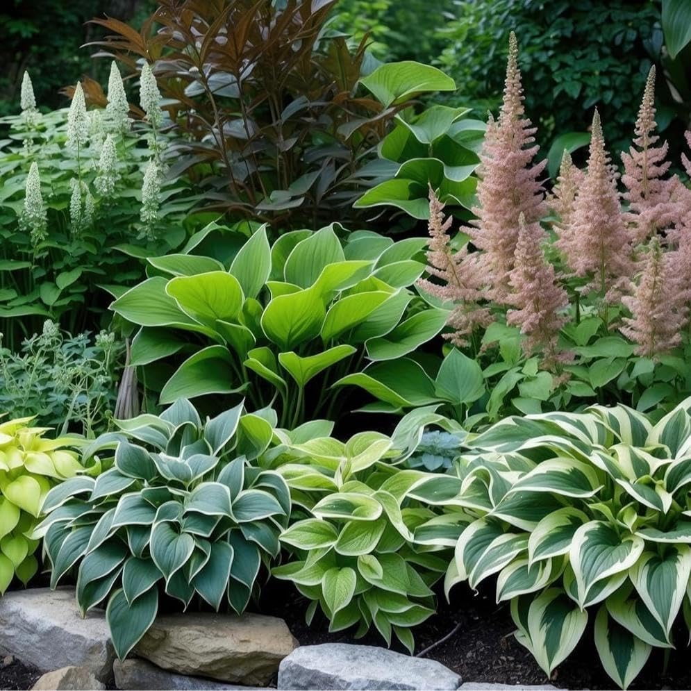 6 Mixed Color Hosta Plants for Growing - Growers Choice, Easy to Grow Hosta Rootstock (6 Plants)