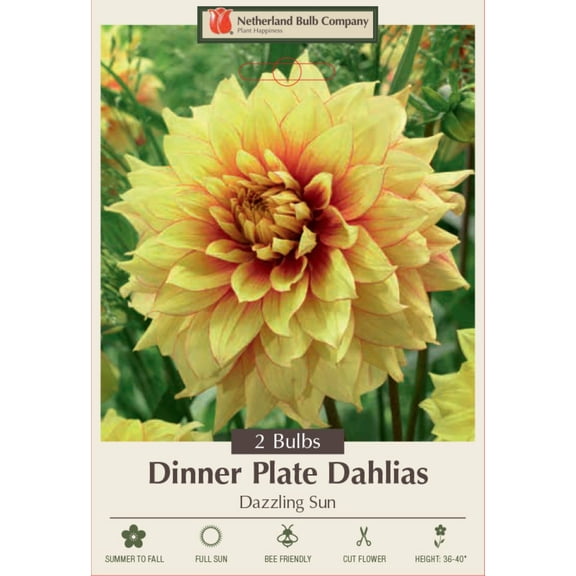 Dazzling Sun Decorative Dinnerplate Dahlia - 2 Root Clumps