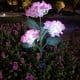 thumbnail image 3 of 3 cabezas Hortensia luz de tierra simulada LED lámpara solar al aire libre para el jardín del hogar, 3 of 7