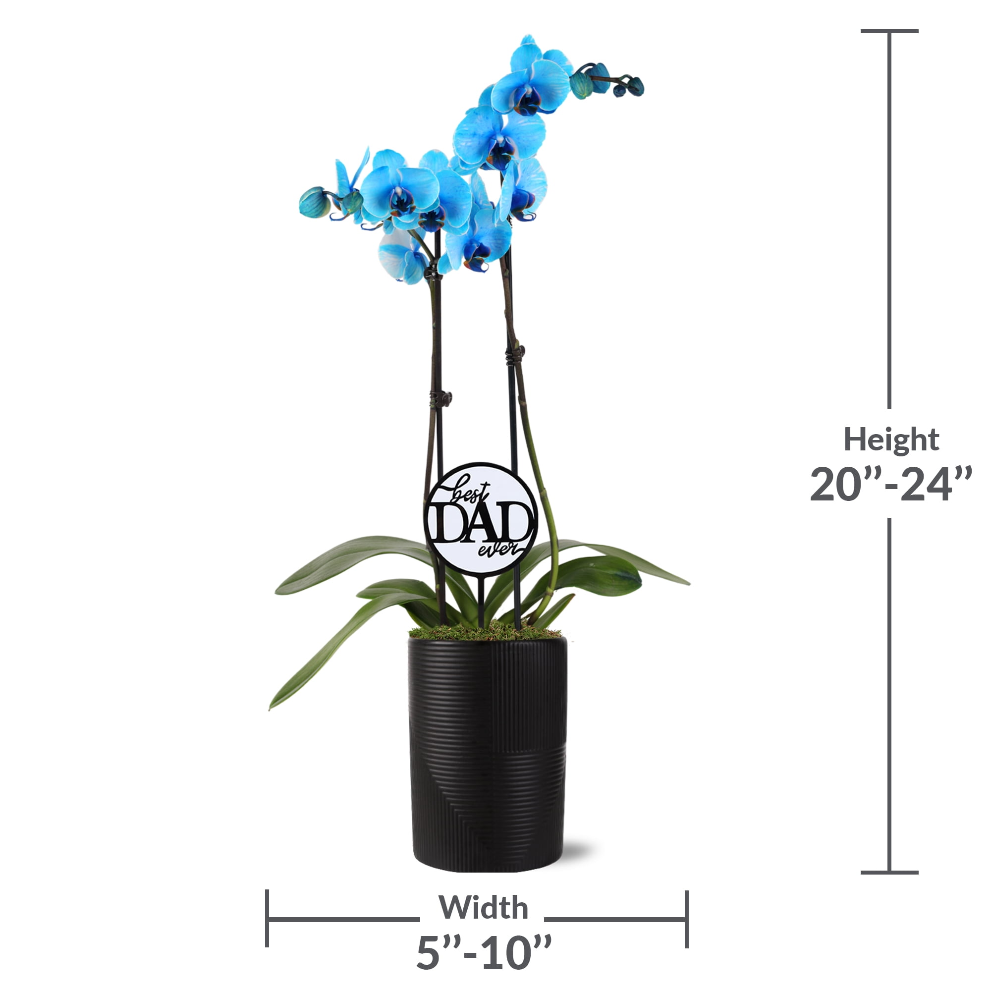 Green Circle Growers 5in Blue Watercolor in Ceramic Pot - Best Dad Ever Pick